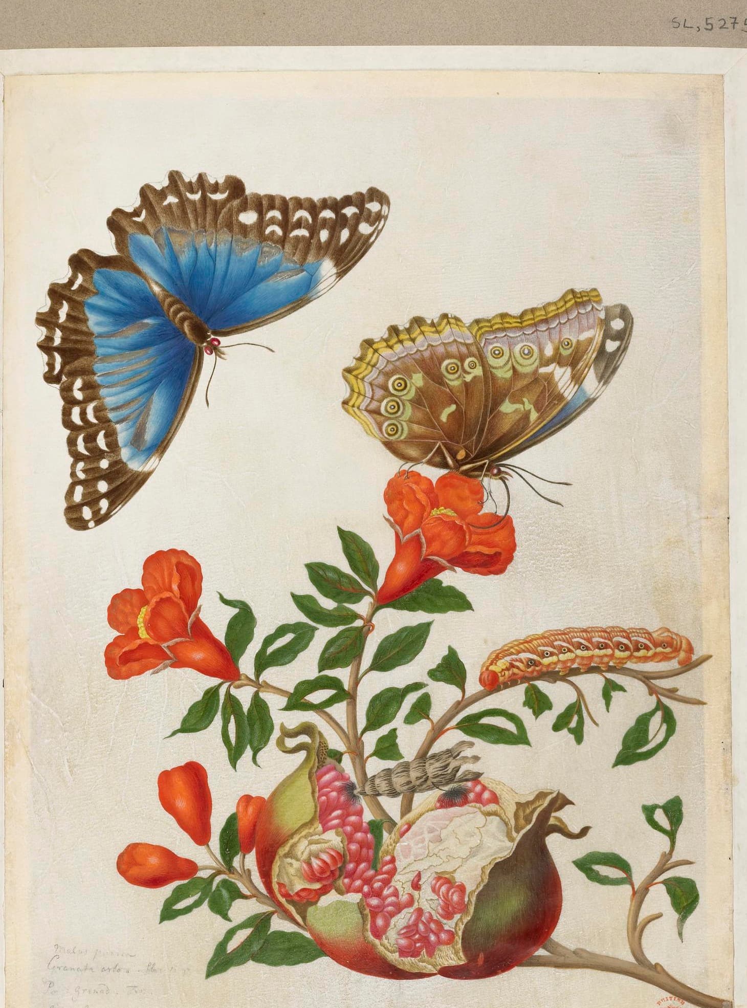 The Blue Morpho
