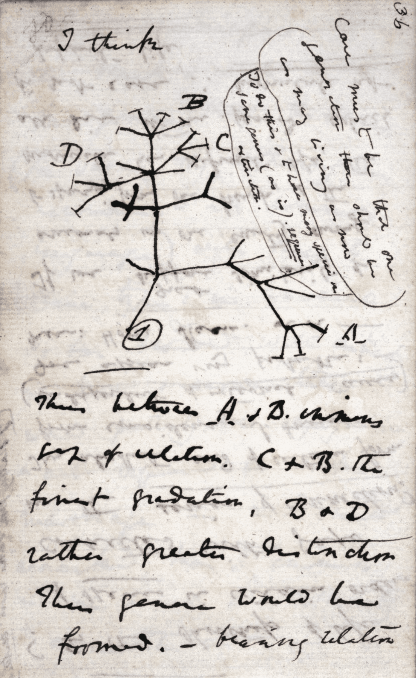Tree of Life